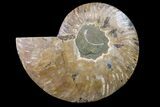 Cut & Polished Ammonite Fossil (Half) - Crystal Pockets #158048-1